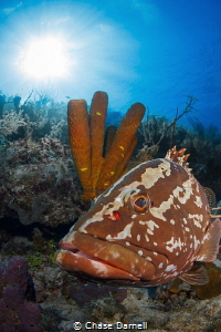 "Grouper Face"
This one just kept getting into an awesom... by Chase Darnell 